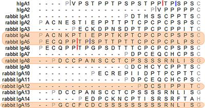 Rabbit IgA Hinges That Resist IgA1 Protease Action Provide Options for Improved IgA-Based Therapeutic Agents